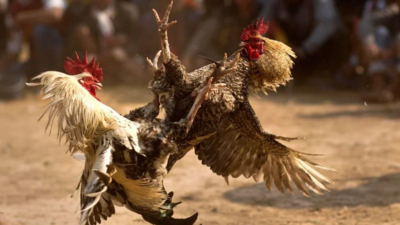 Đặt cược đá gà tiện lợi với ứng dụng hiện đại 